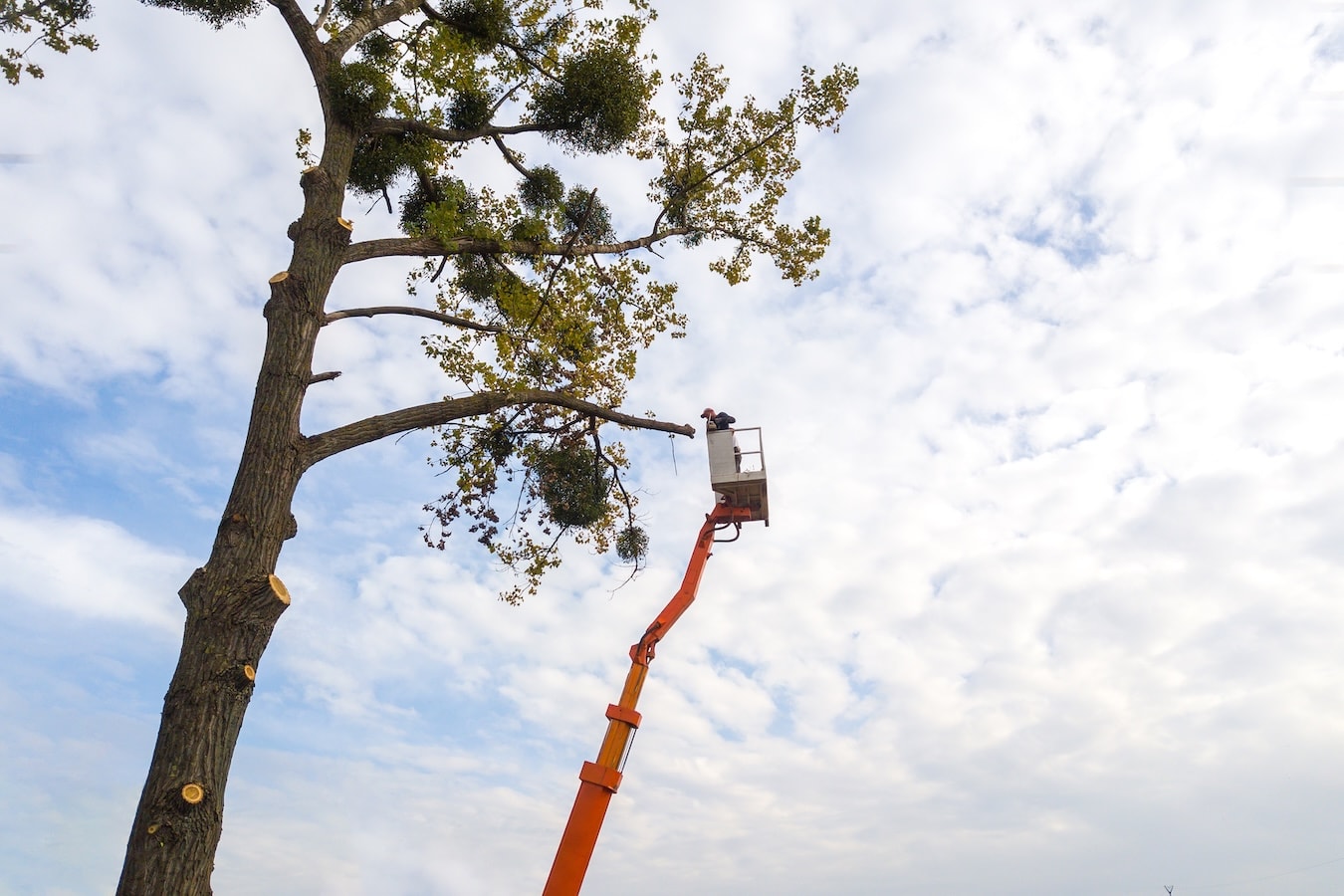 Baumschnitt mit Hebebühne an hohem Baum durch Fachbetrieb für sichere Baumpflege