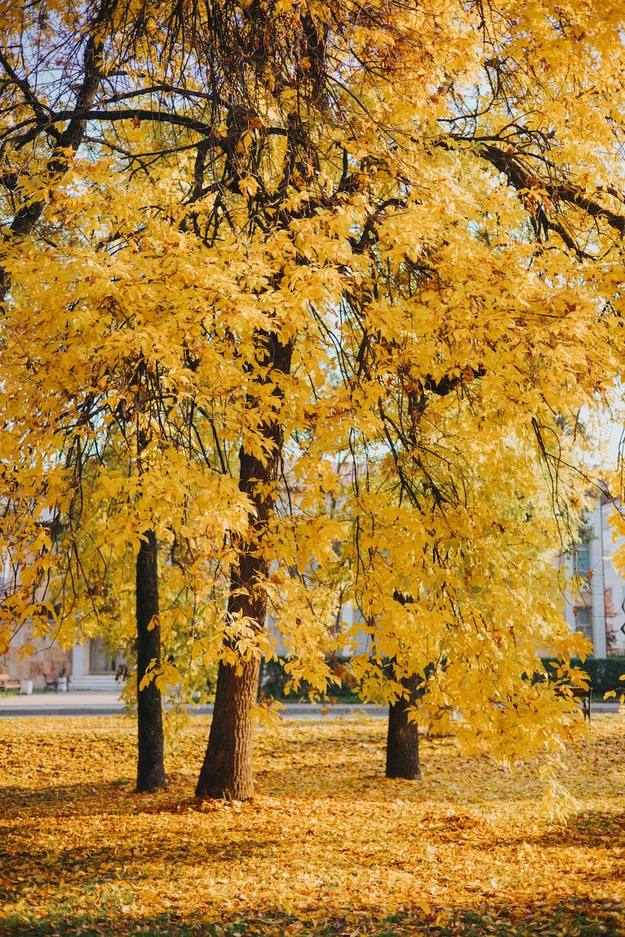 Laubbaum mit gelber Herbstfärbung als Motiv für Kehrdienst und saisonale Grünanlagenpflege