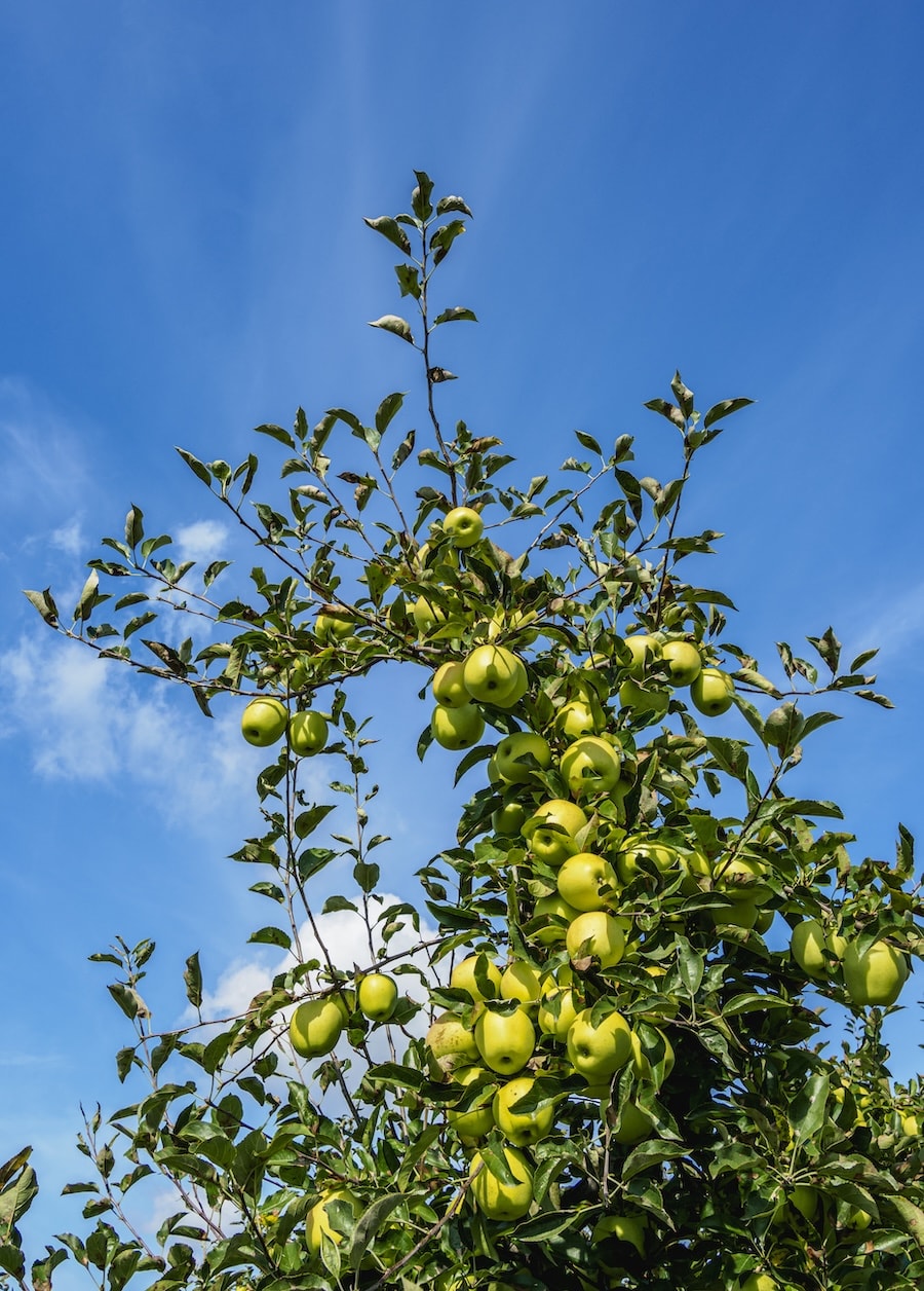 Apfelbaum mit reifen Früchten als Beispiel für fachgerechten Obstbaumschnitt und Baumpflege