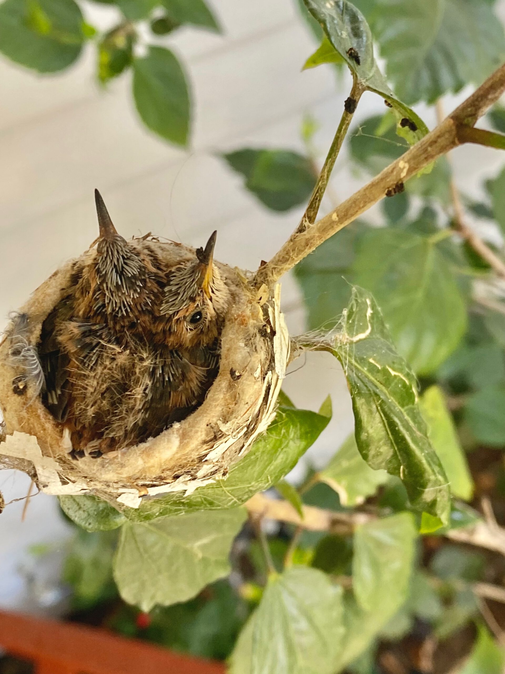 Jungvögel im Nest als Hinweis auf Schonzeit und Schnittverbot bei Hecken-, Baum- und Gehölzpflege